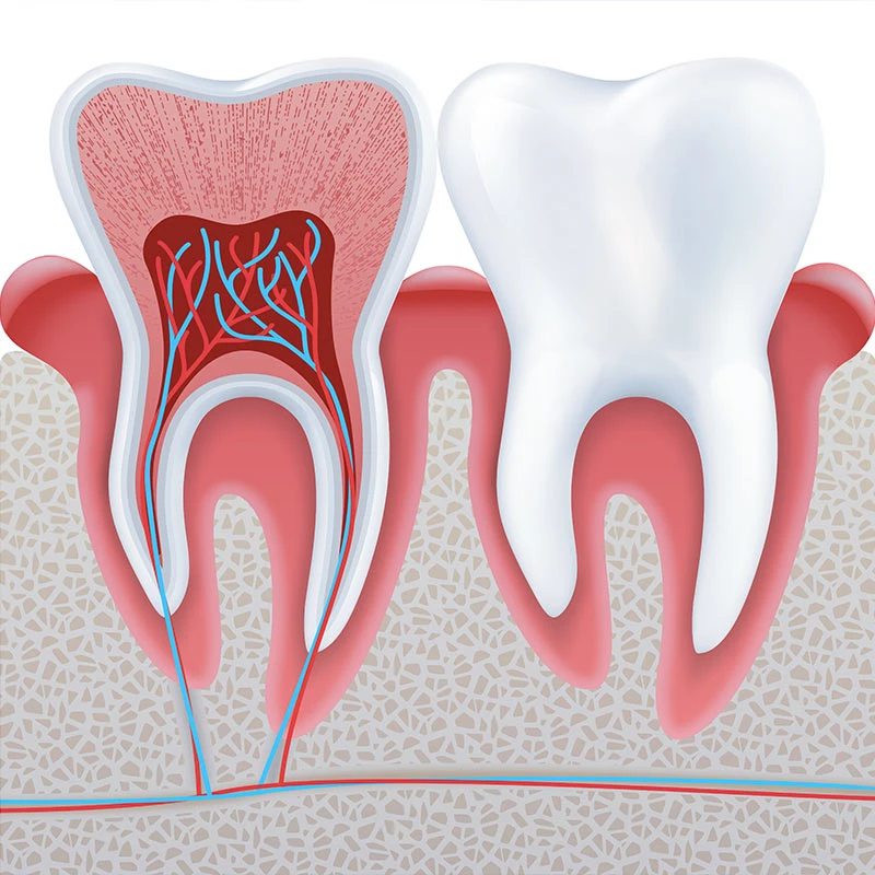 02 Endodoncija